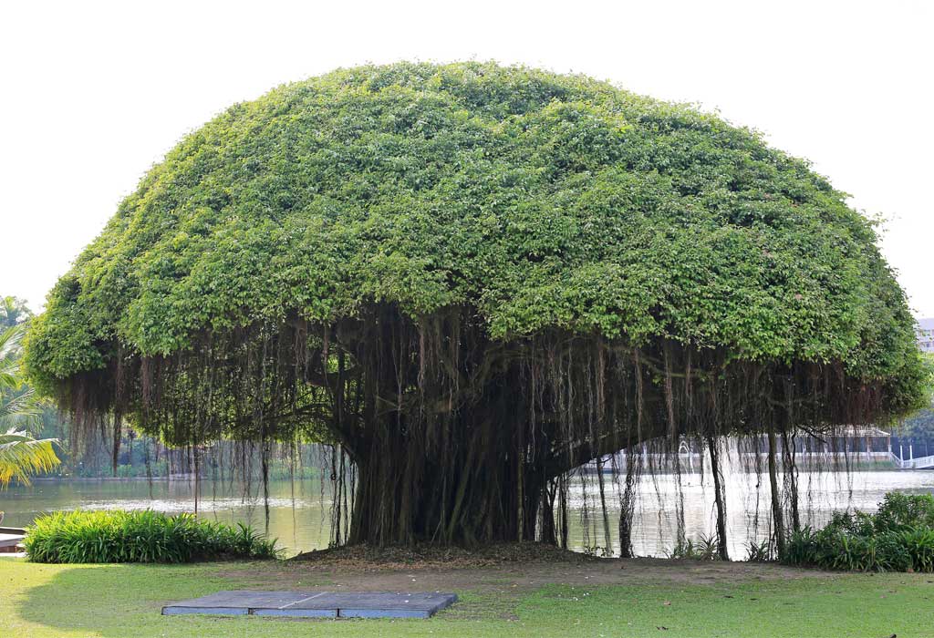 Banyan Tree