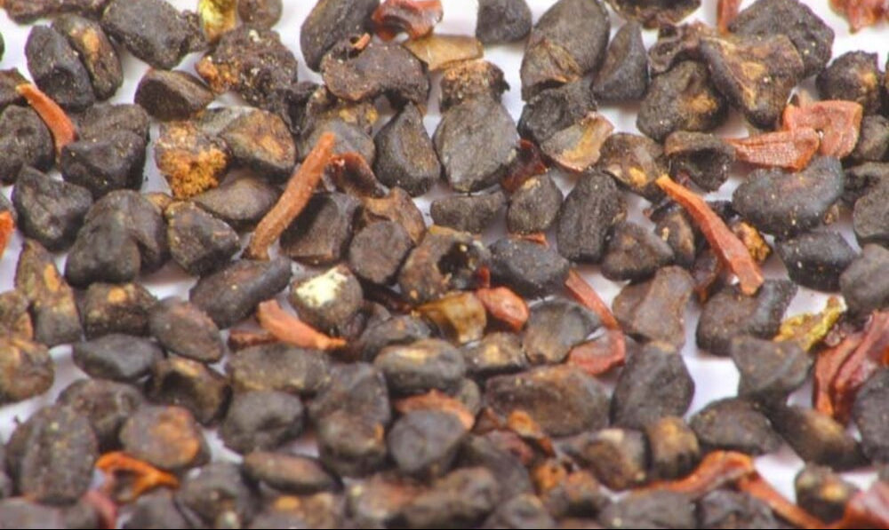 Eucalyptus Globulus Seeds – Aromatic Evergreen-Heirloom & Non-GMO Seeds for planting – Fresh Herb for Your Garden