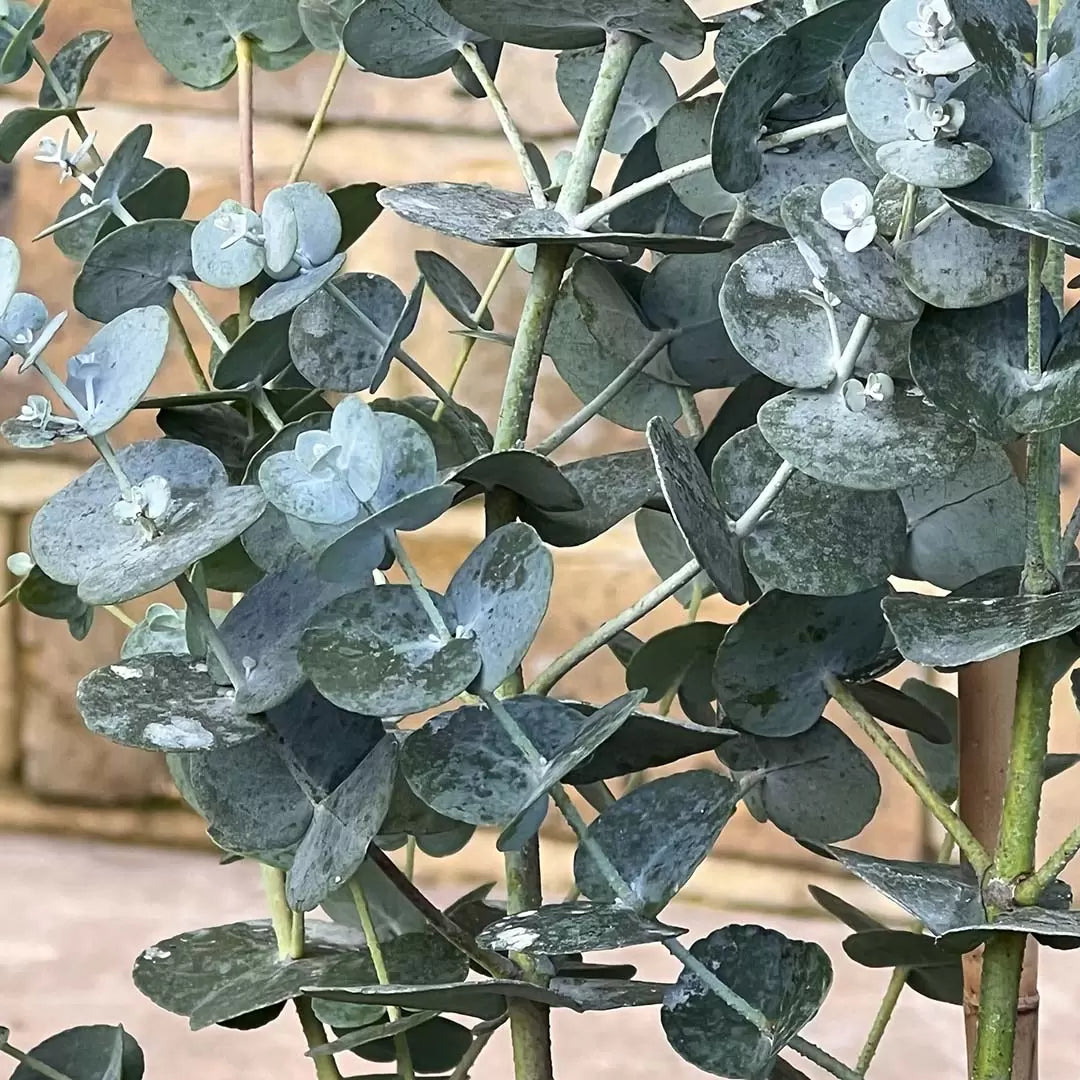 Cold-hardy Apple Cider Eucalyptus gunnii seeds for garden planting