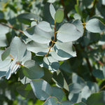 Eucalyptus gunnii seeds with aromatic blue-green foliage