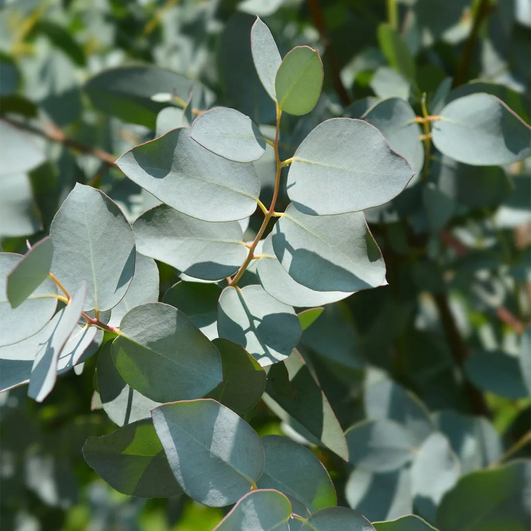 Eucalyptus gunnii seeds with aromatic blue-green foliage
