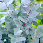 Eucalyptus seeds ideal for patio pot planting and outdoor containers
