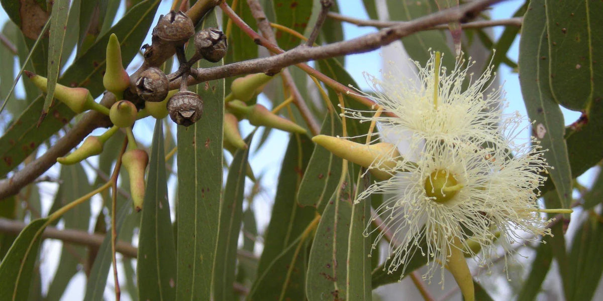 Sea Green Eucalyptus Plant Seeds for Outdoor Gardens and Landscaping – Fresh Herb for Your Garden
