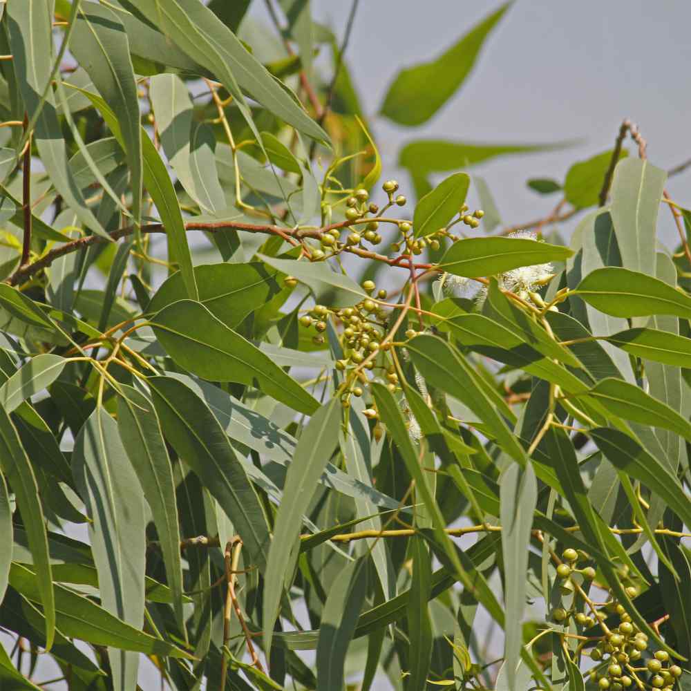 Eucalyptus Lemon Bush Aromatic Foliage Plant Seeds