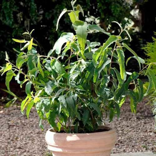 Eucalyptus Lemon Bush Aromatic Foliage Plant Seeds