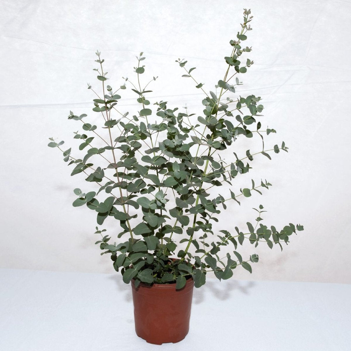 Eucalyptus Silverdrop Hardy Evergreen Plant Seeds