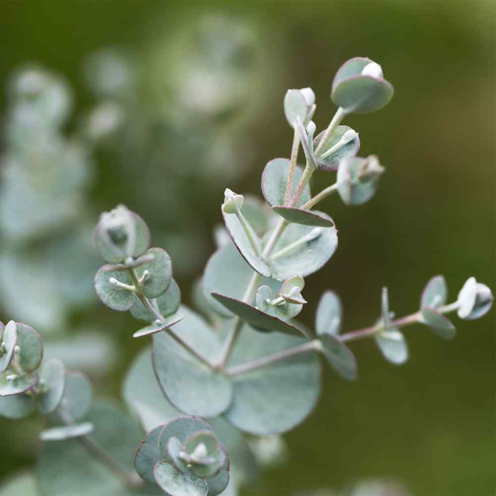 Eucalyptus Silverdrop Hardy Evergreen Plant Seeds