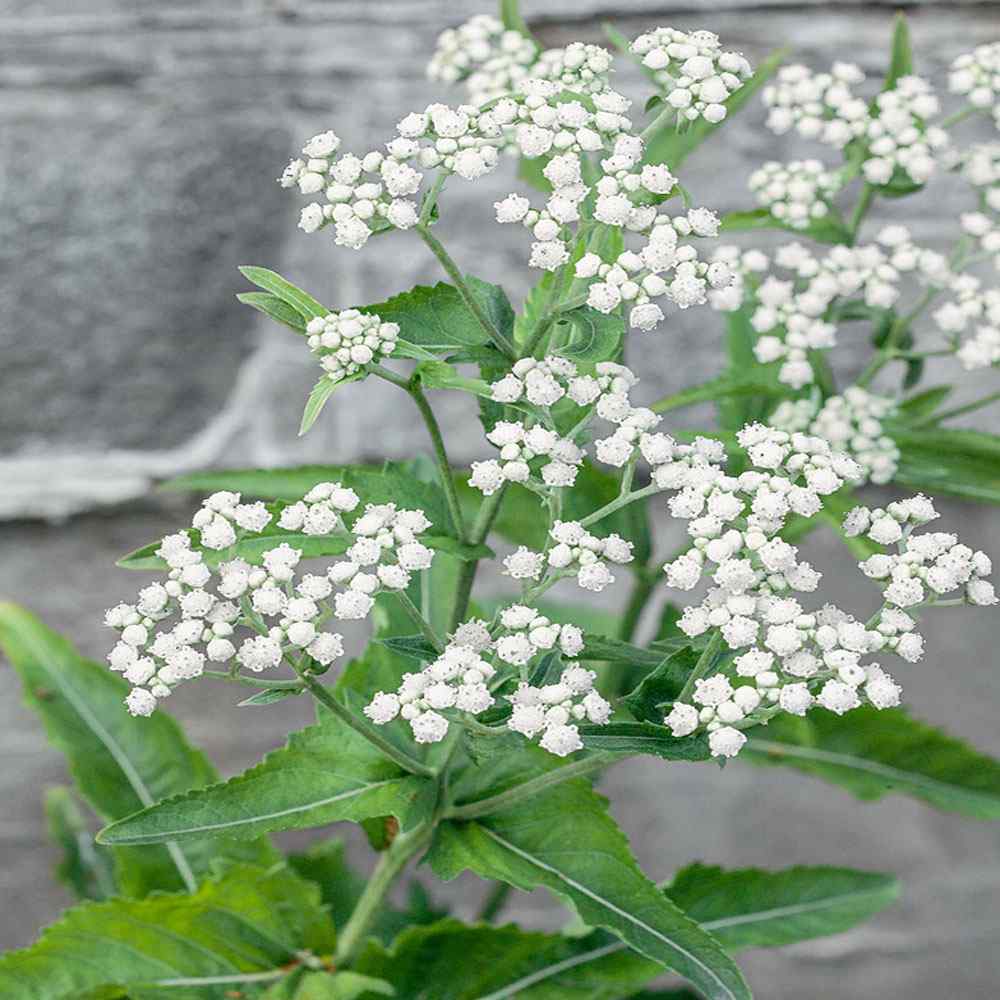 Eupatorium Boneset Medicinal Herb Plant Seeds