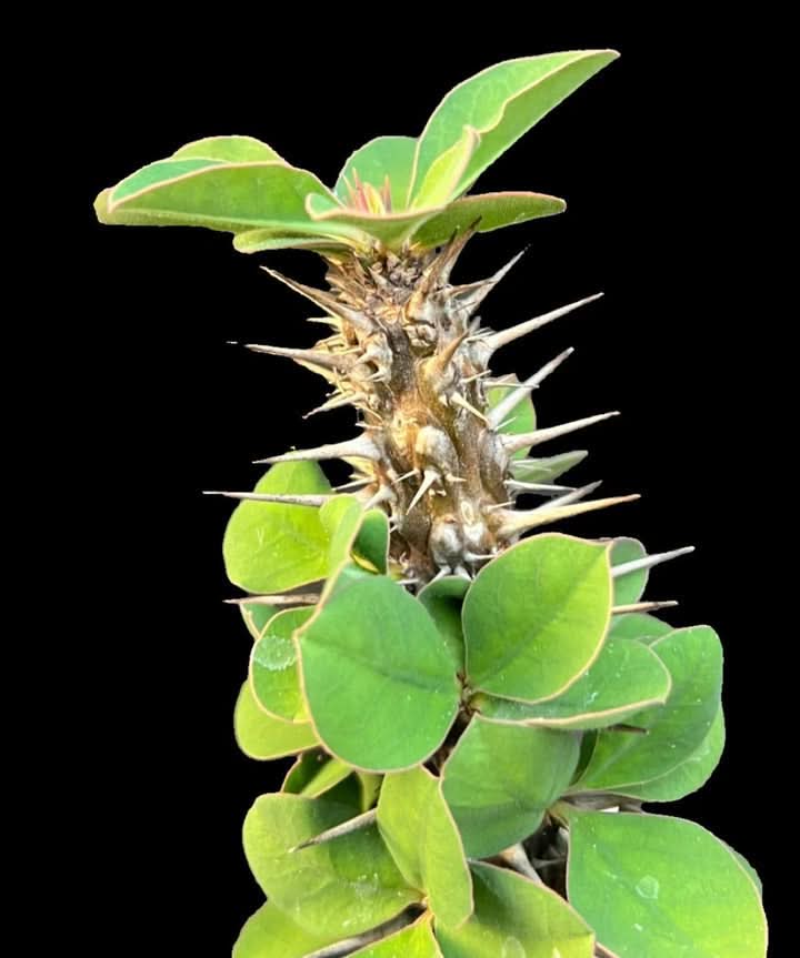 Green Euphorbia Didieroides Unique Plant Seeds for Outdoor Gardens – Fresh Herb for Your Garden