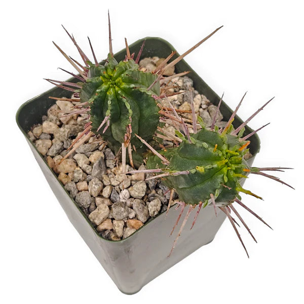 Euphorbia ferox seeds for rock garden and xeriscape planting