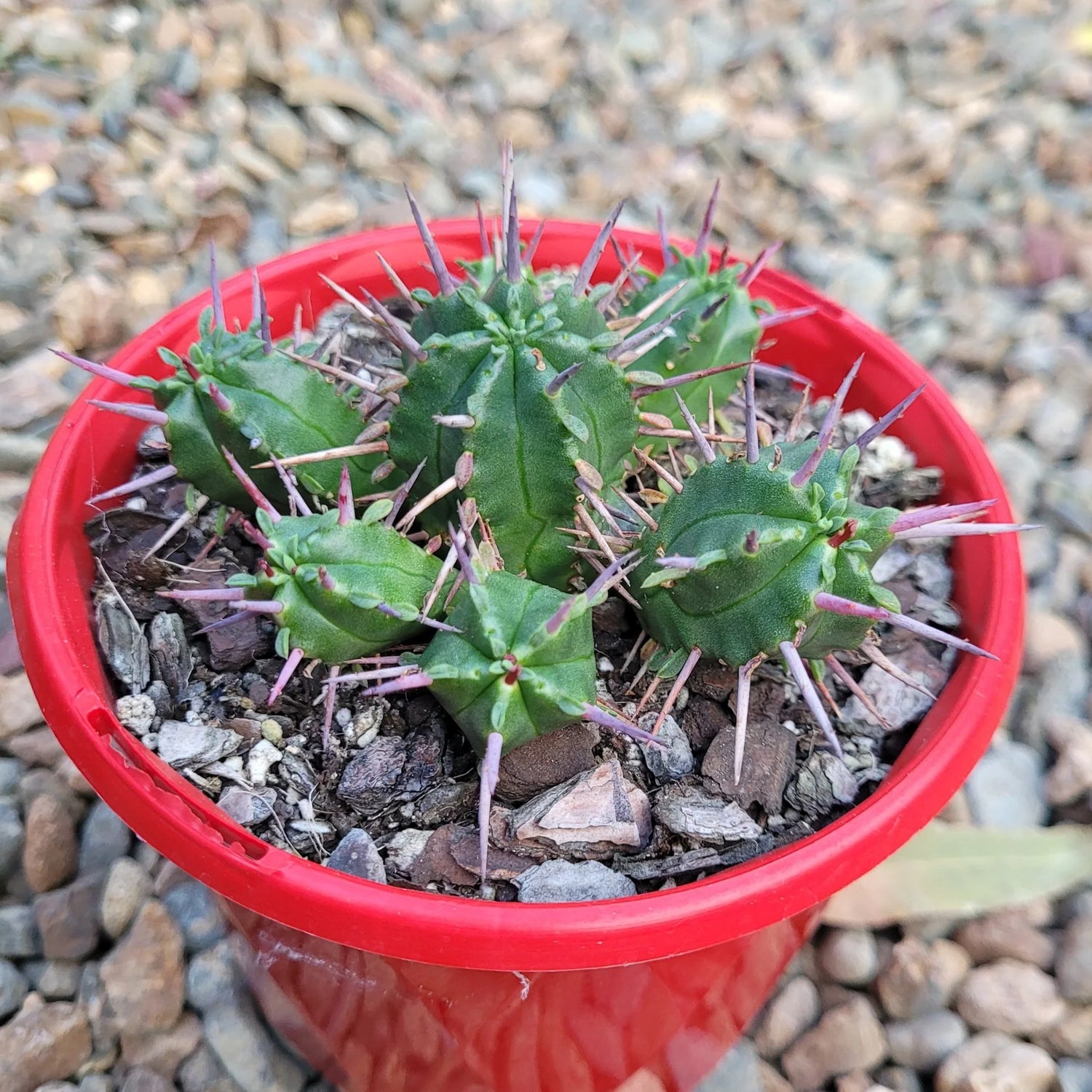 Euphorbia ferox seeds spiny ornamental for rock garden and pots