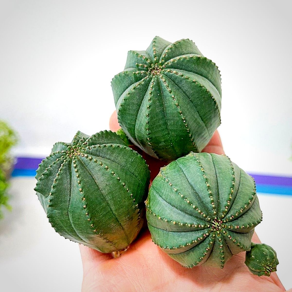 Euphorbia obesa seeds planting guide