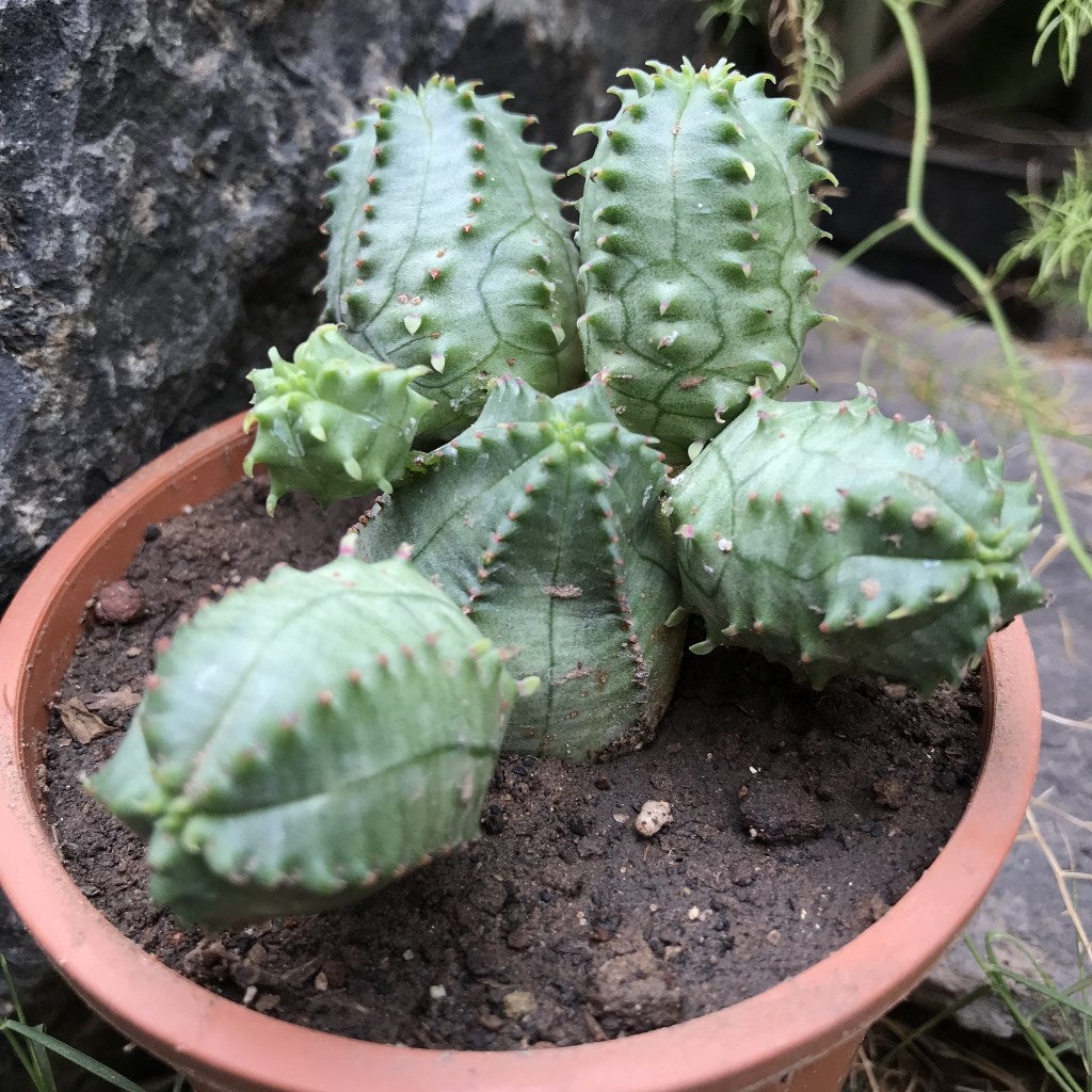 Euphorbia succulent seeds for containers