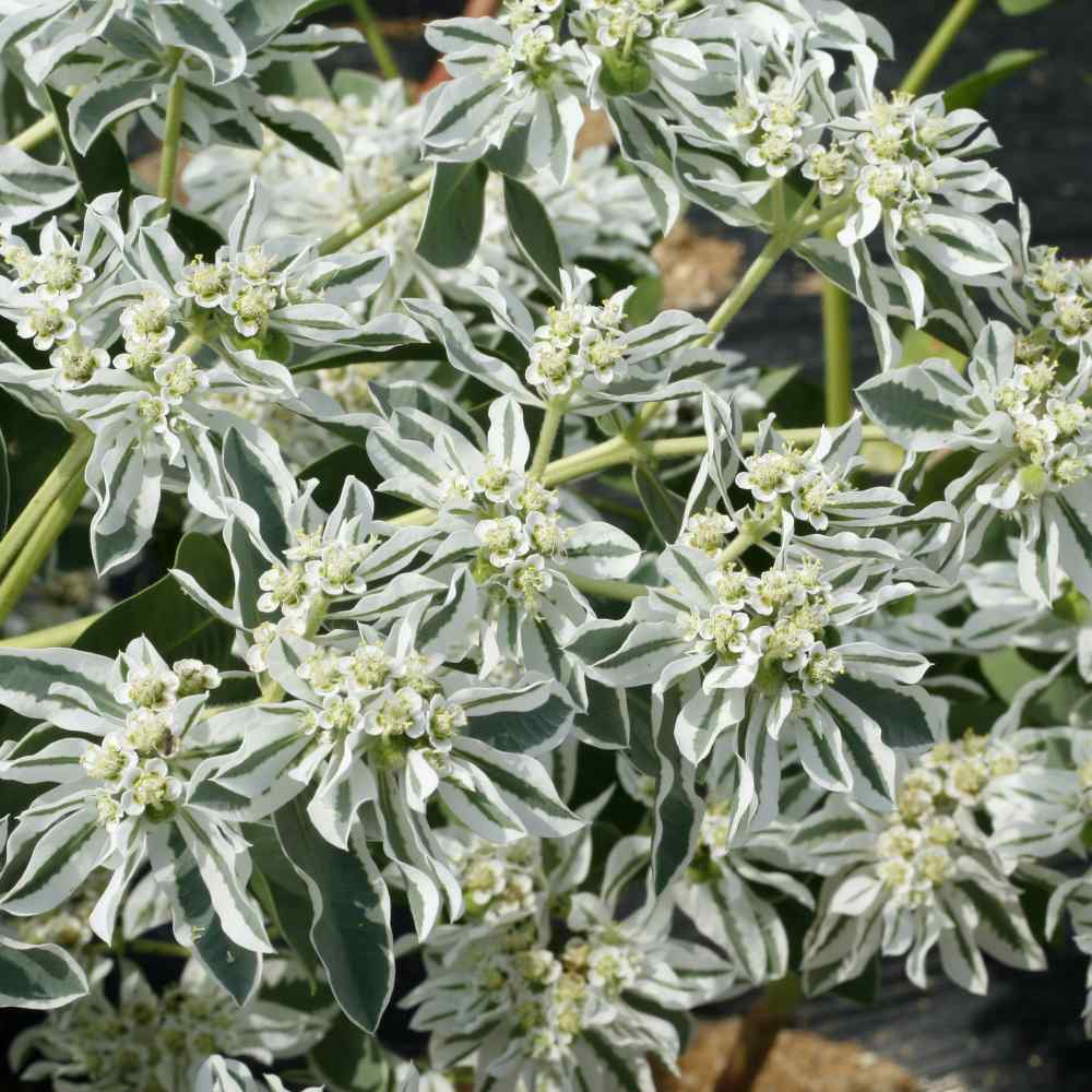 Euphorbia Early Snow White Bloom Ornamental Plant Seeds