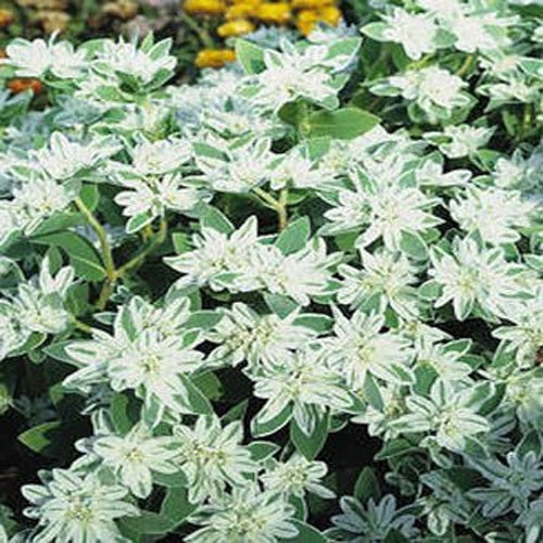 Euphorbia Early Snow White Bloom Ornamental Plant Seeds