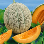 European cantaloupe seeds hybrid garden variety