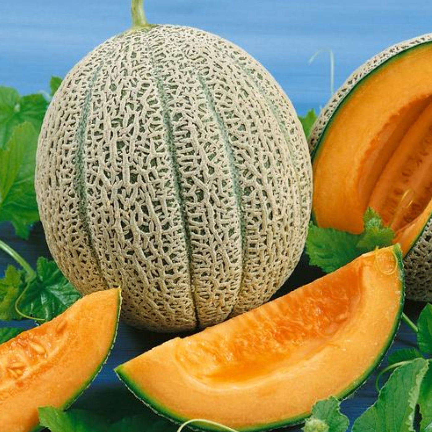 European cantaloupe seeds hybrid garden variety