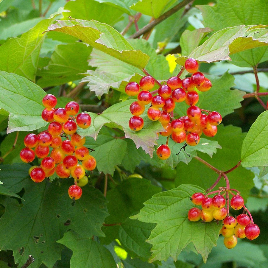 European Cranberrybush non GMO seeds for garden landscaping