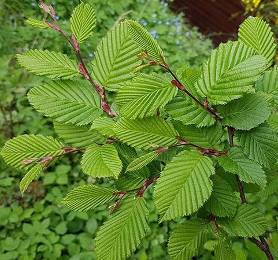 European hornbeam tree Carpinus betulus bonsai seeds for planting in miniature garden or decorative pots - Dharaseeds