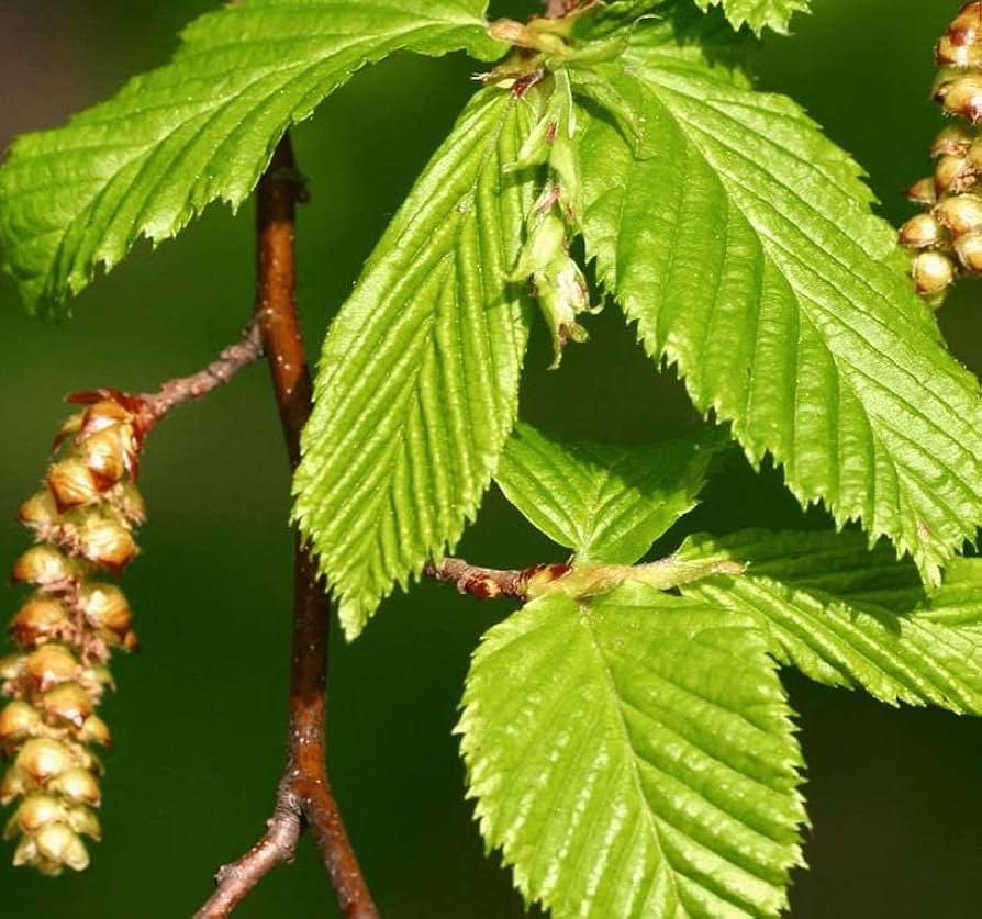 European hornbeam tree Carpinus betulus bonsai seeds for planting in miniature garden or decorative pots - Dharaseeds