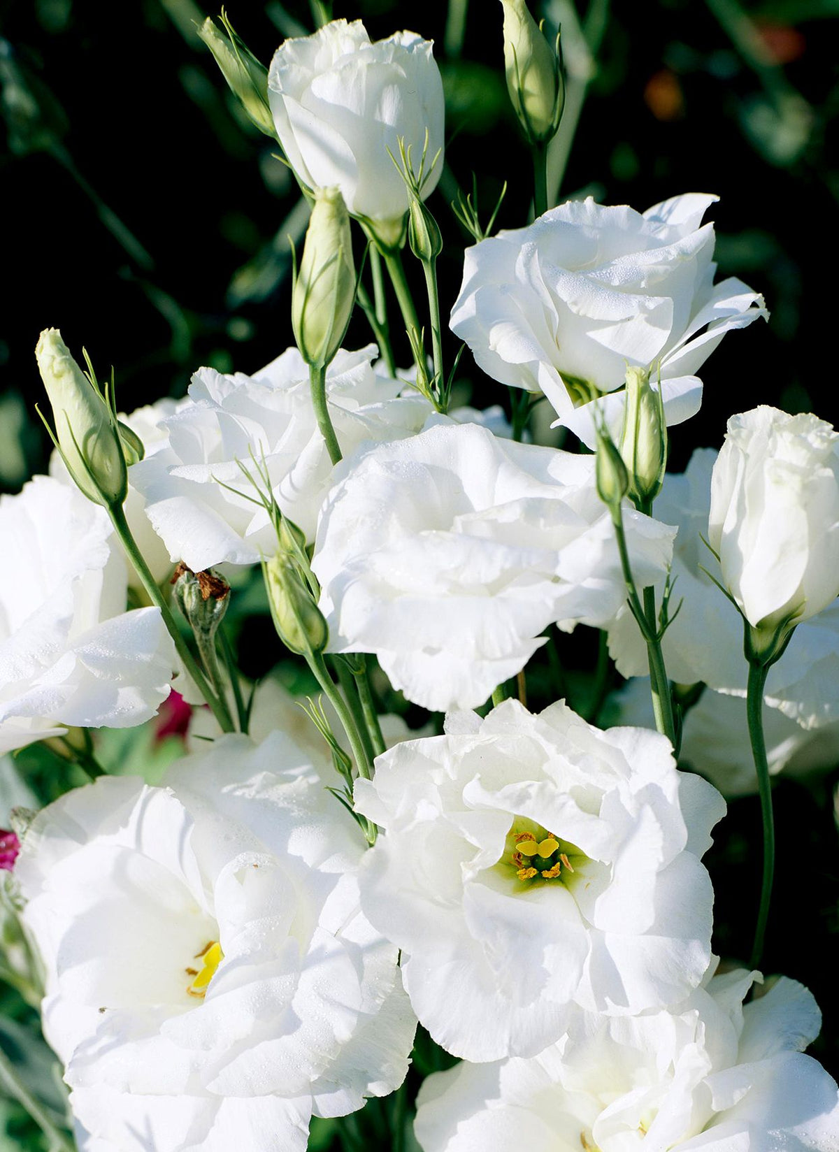 Eustoma Eustoma Grandiflorum White Flower Seeds for Planting
