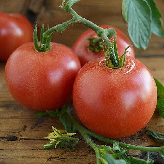 Eva Purple Ball Tomato Seeds – Mild Heirloom Tomato Variety - Dharaseeds