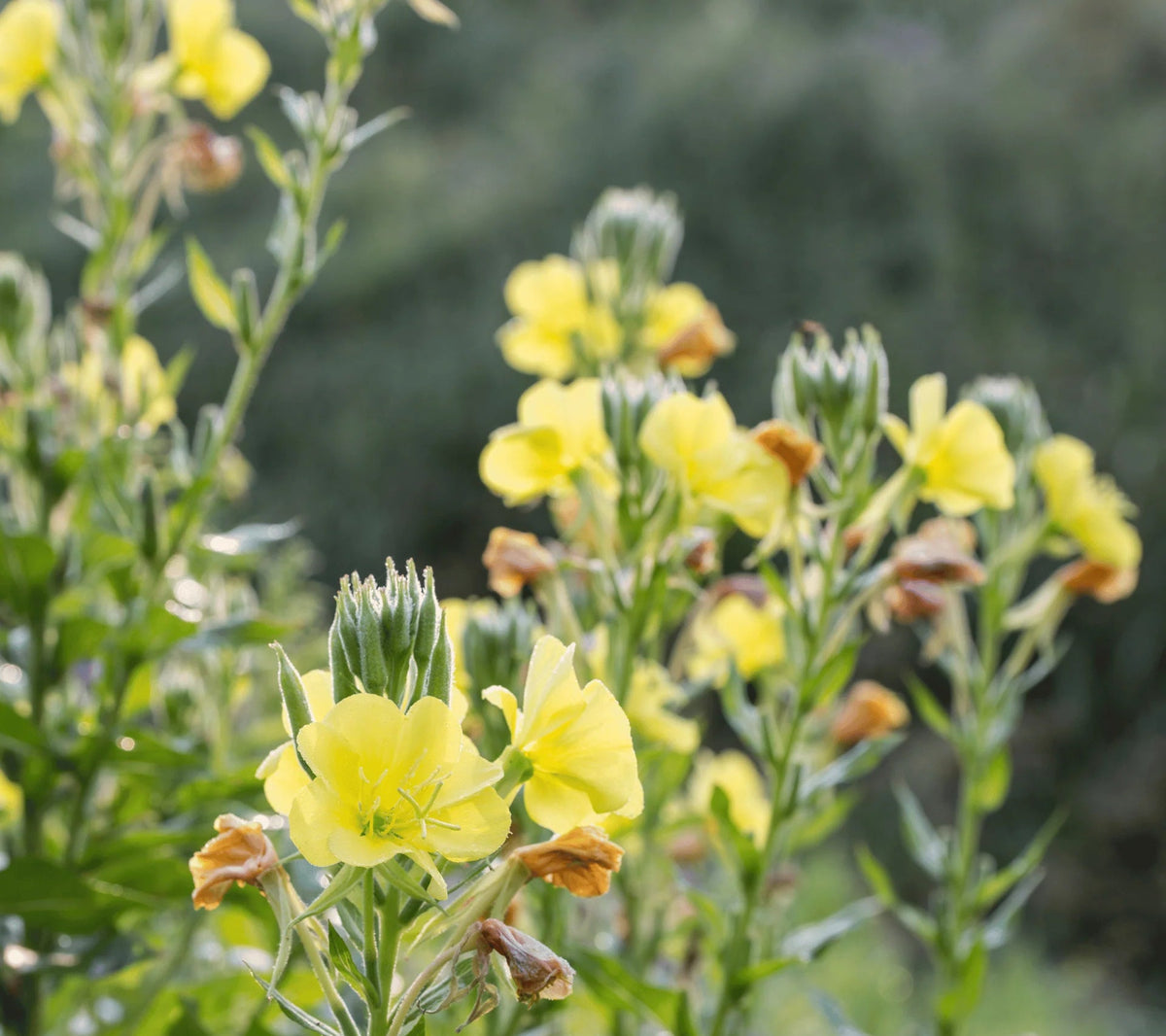Evening Primrose - Oenethera biennis - gm - seeds – Heirloom, Non-GMO, High Germination Organic Garden Seeds