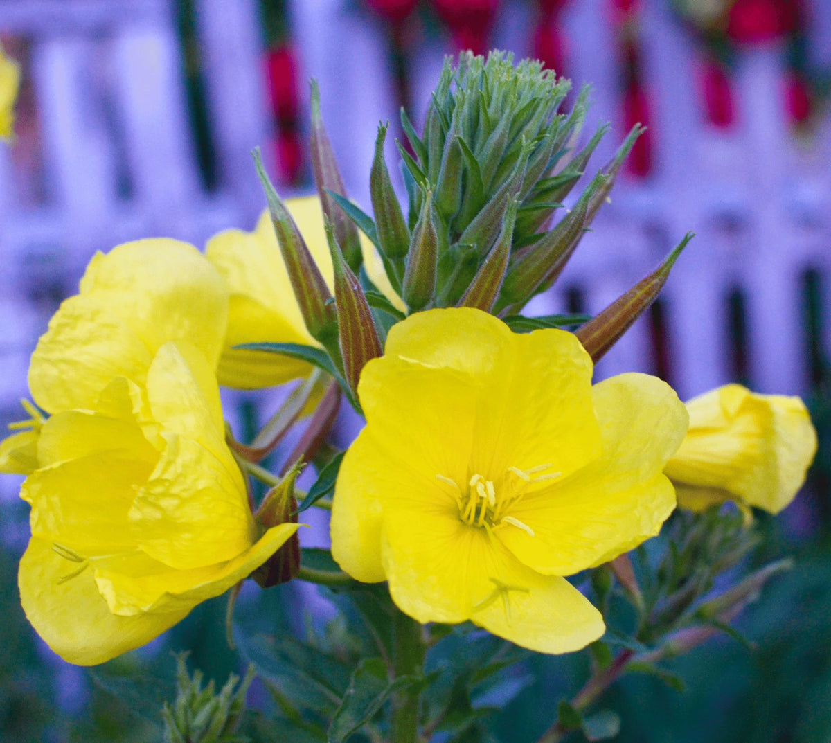 Evening Primrose - Oenethera biennis - gm - seeds – Heirloom, Non-GMO, High Germination Organic Garden Seeds