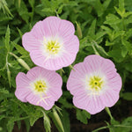 Evening Primrose White Seeds – Moonlit Blooms for Night Gardens - Dharaseeds