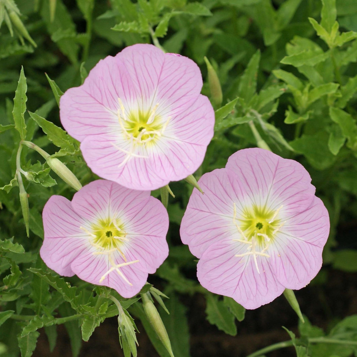 Evening Primrose White Seeds – Moonlit Blooms for Night Gardens - Dharaseeds