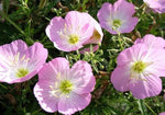 Evening Primrose White Seeds – Moonlit Blooms for Night Gardens - Dharaseeds