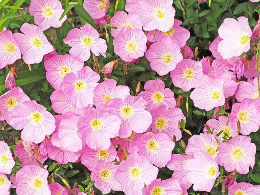 Evening Primrose White Seeds – Moonlit Blooms for Night Gardens - Dharaseeds