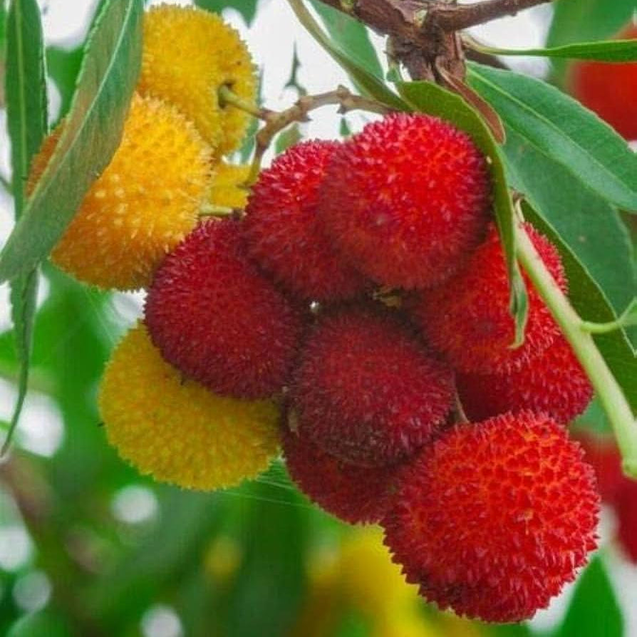 Evergreen Arbutus Unedo Seeds for Home Garden