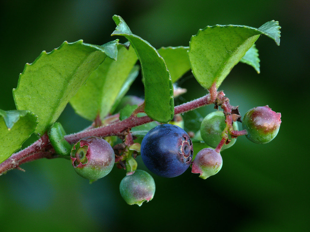 Evergreen Huckleberry (Vaccinium ovatum)