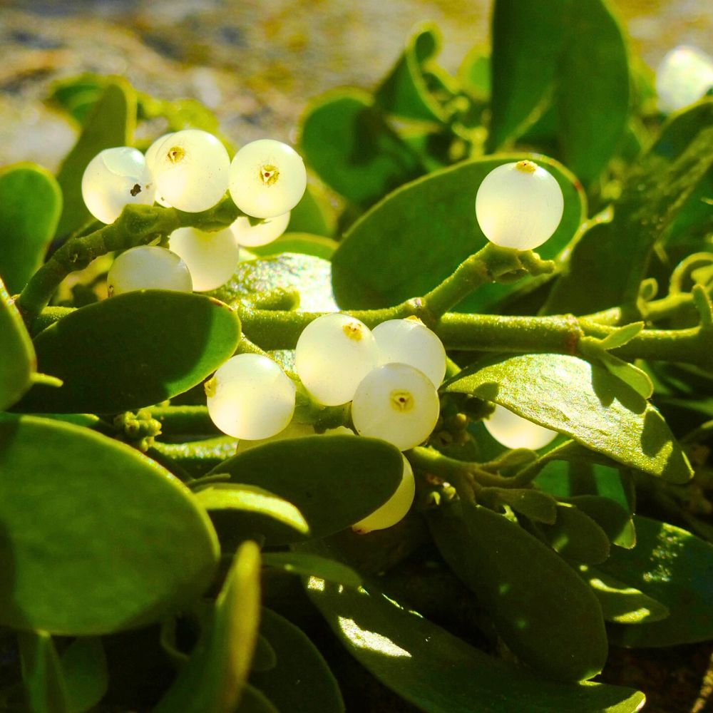 Evergreen mistletoe seeds for outdoor growing