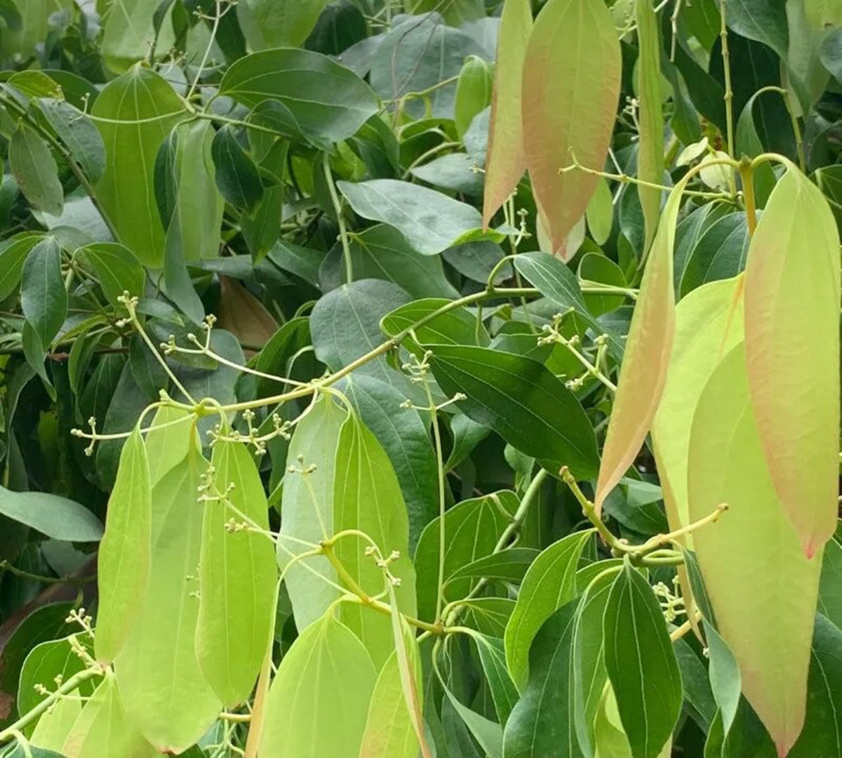 Evergreen bay leaf tree seeds for tropical gardens