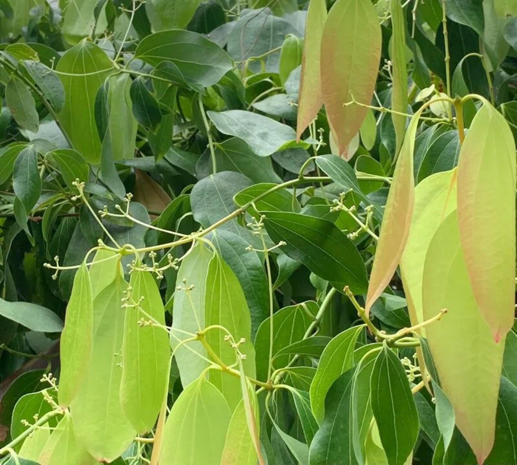 Evergreen bay leaf tree seeds for tropical gardens
