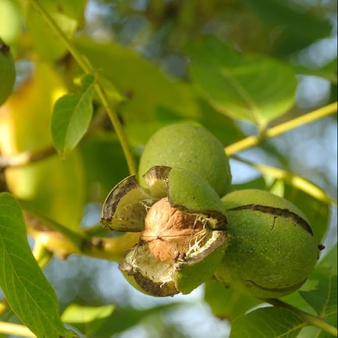 Evergreen walnut bonsai seeds for home garden planting