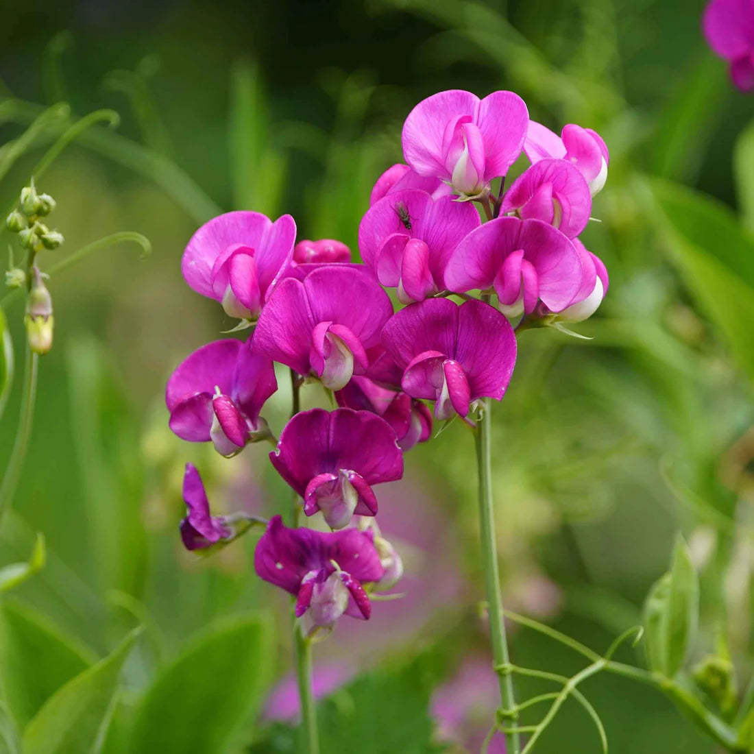 Everlasting Pea Seeds