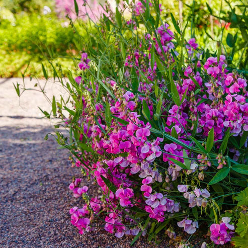 Everlasting Pea Seeds