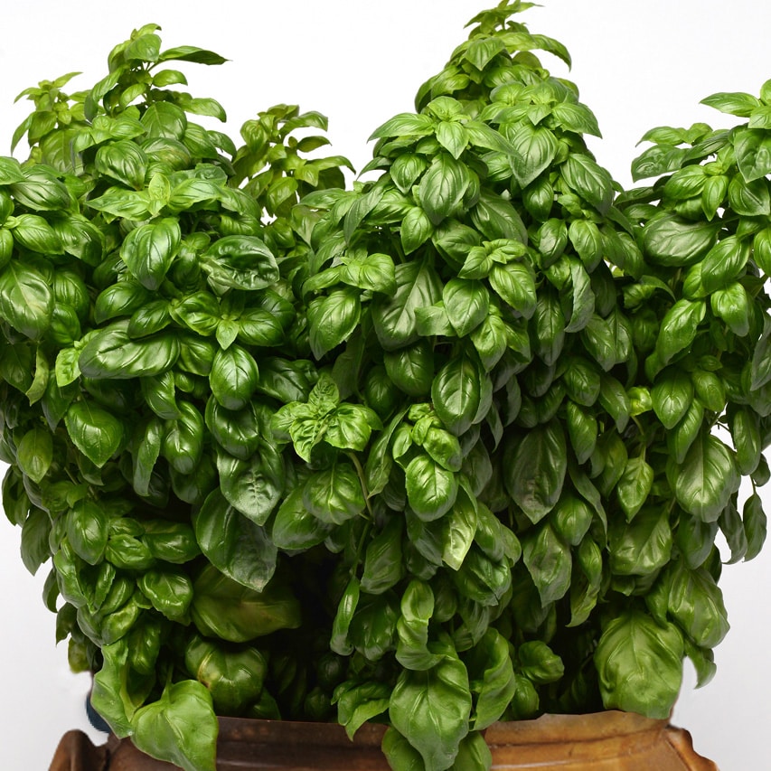 Basil Seeds - Everleaf Genovese