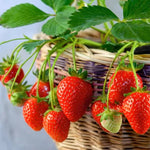 Eversweet strawberry seeds non GMO everbearing garden variety