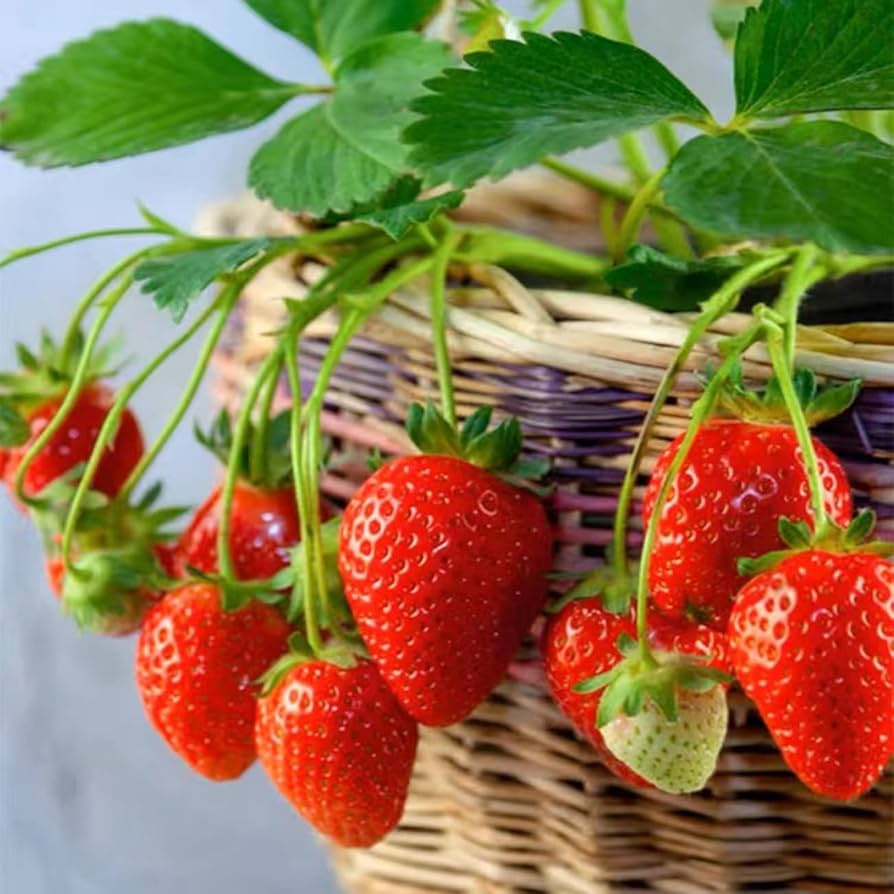 Eversweet strawberry seeds non GMO everbearing garden variety