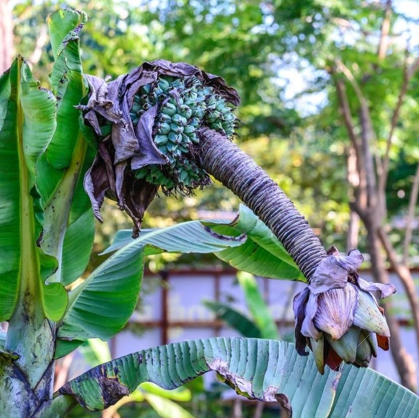Exotic banana plant seeds for indoor and outdoor growing