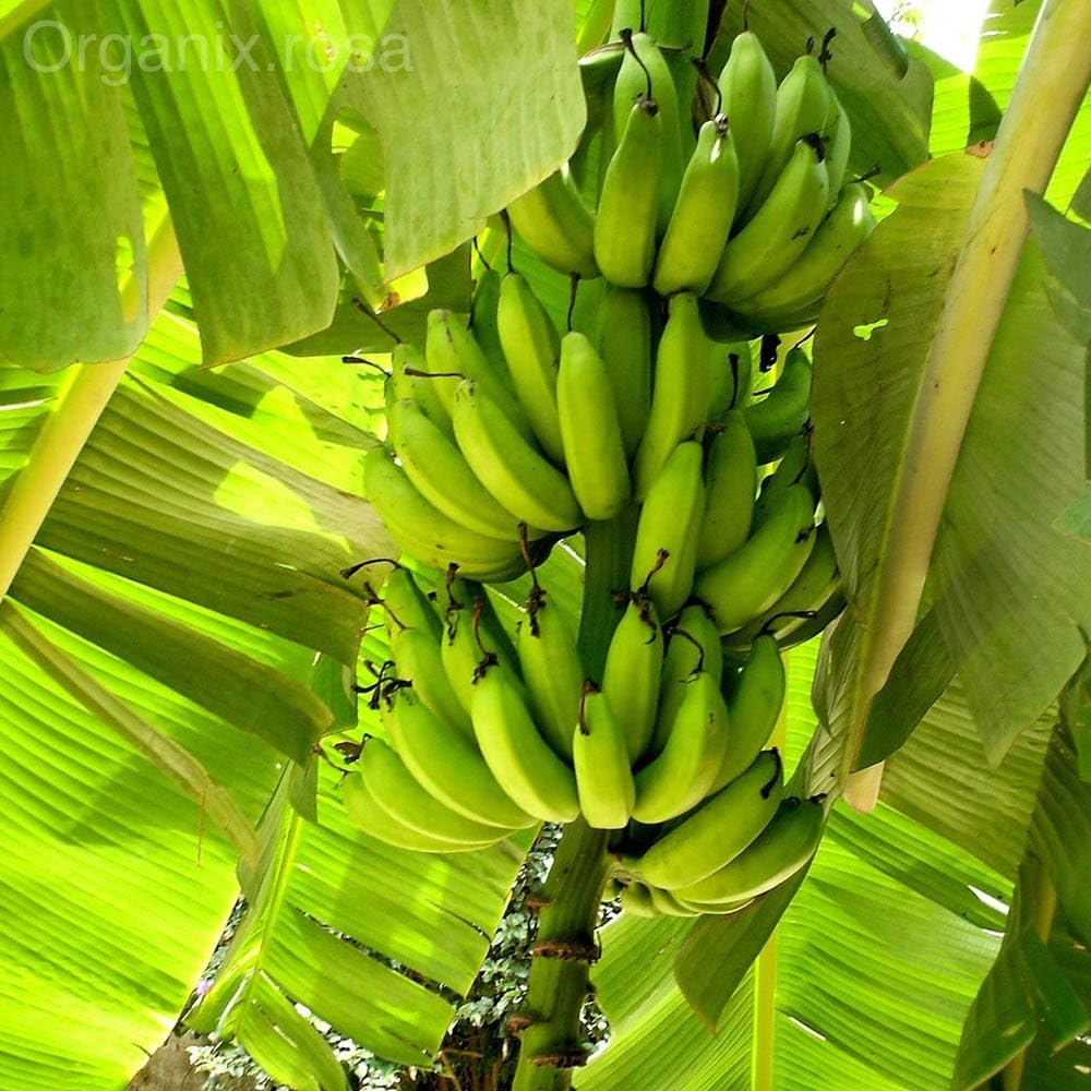 Exotic Light Green Banana Seeds for outdoor planting