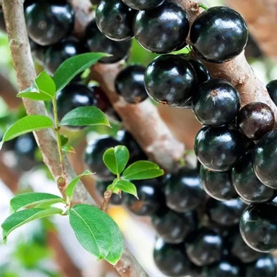 Exotic Jabuticaba tree seeds for rare plant collectors