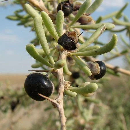 Exotic horned melon Kiwano seeds for warm-climate planting