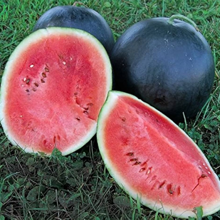 Non-GMO kiwano seeds with high germination