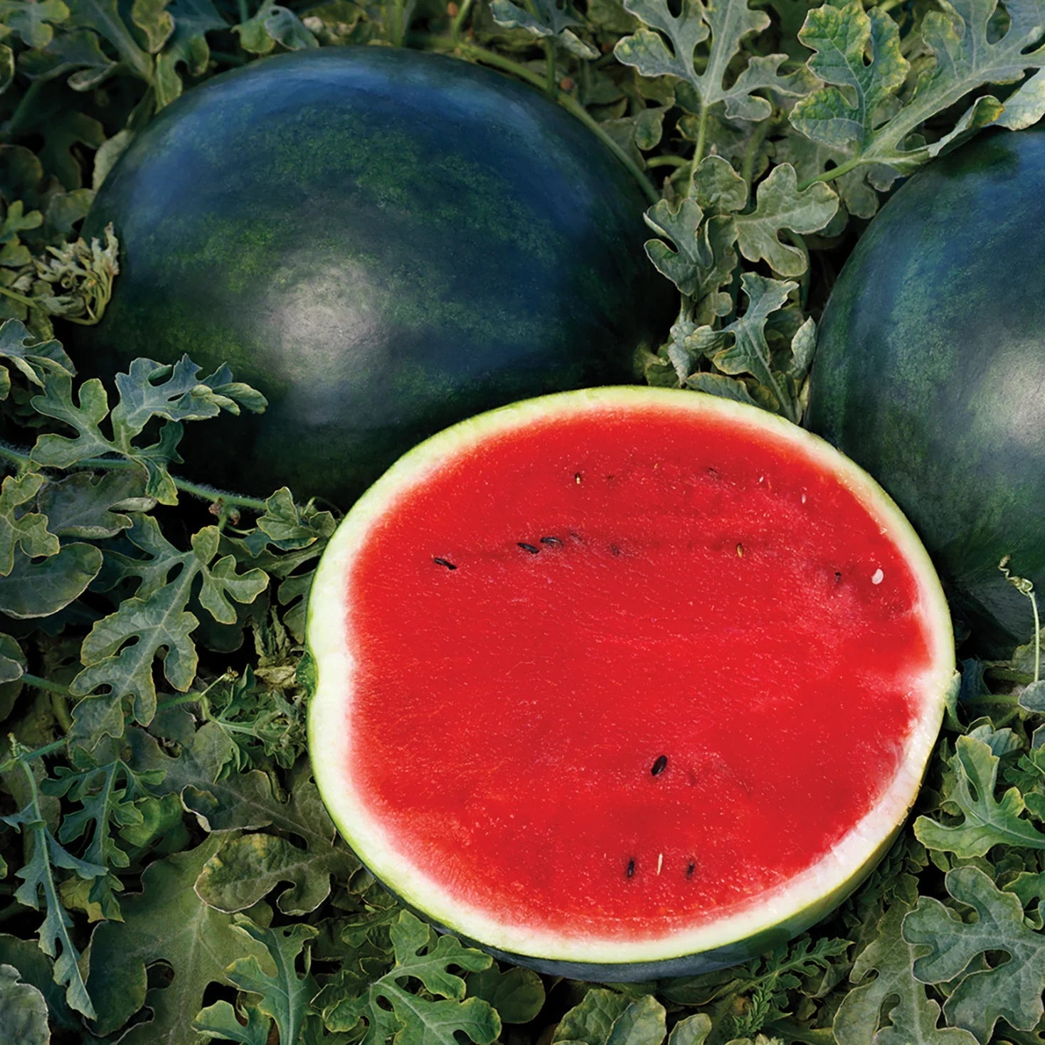 High germination exotic kiwano seeds for gardens