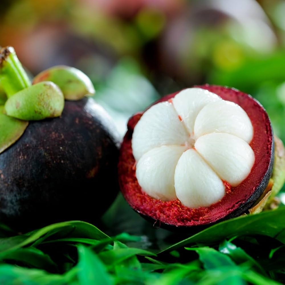 Exotic Mangosteen seeds premium quality for planting